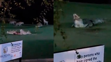 Campo de golf en Sudáfrica se hace viral por la presencia de leones, cocodrilos y hienas