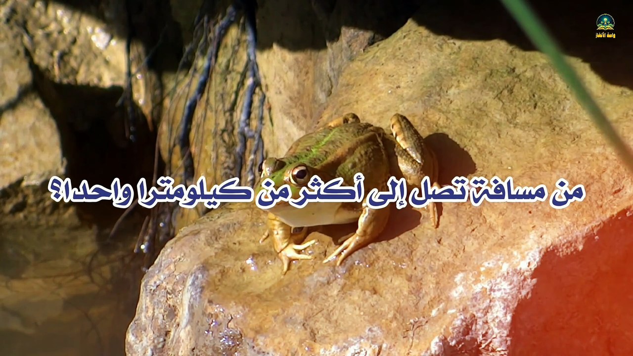 تعرف على اسم صوت الضفدع في هذا الفيديو!