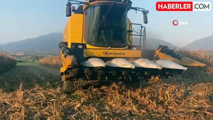 Osmaniye'de sıcaklık mısırda verimi düşürdü