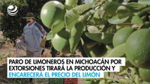 Paro de limoneros en Michoacán por extorsiones tirará la producción y encarecerá el precio del limón