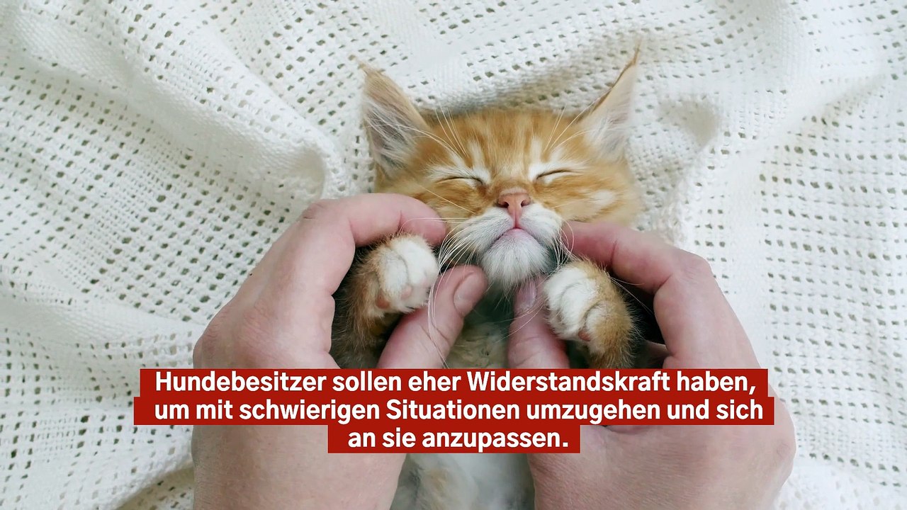 Katzenbesitzer könnten einsamer und ängstlicher als Hundebesitzer sein