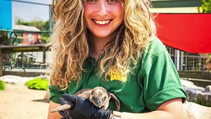 Watch Folly Farm's penguin keepers enthuse over the new Macaroni Chick arrival