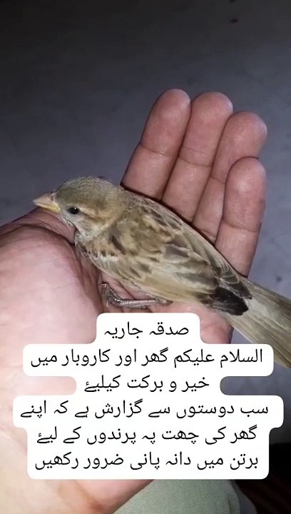Be careful for birds
