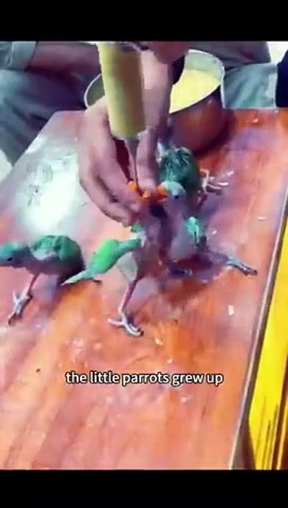 Cute birds #wildlife #animals #birds