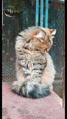 Beautiful Cat video \Moon Baar