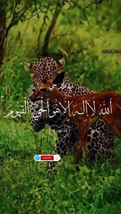 Islamic_video  pages