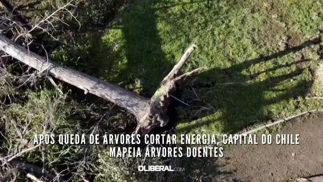 Após queda de árvores cortar energia, capital do Chile mapeia árvores doentes