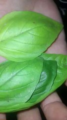 Șogor Tiberiu Adrian 14/08/2024.                 Tu chiar ai nevoie de un psihiatru! 