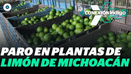 Prevén escasez y aumento en precio de limón en México por crisis en Michoacán | Reporte Indigo