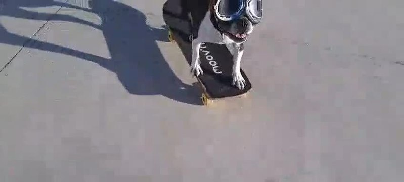 Talented Dog Shows Off His Skateboarding Skills