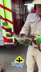 Localizaron un cocodrilo en calles de la colonia Santa Paula