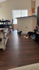 Hyper-active Kitten Keeps Play-Fighting With Two Cats