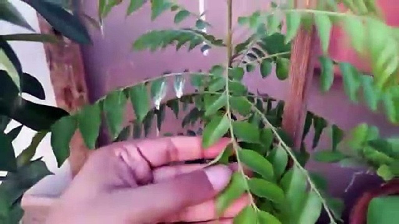 kadipatta ko bushy kese kren کڑی پٹہ काडीपट्टा