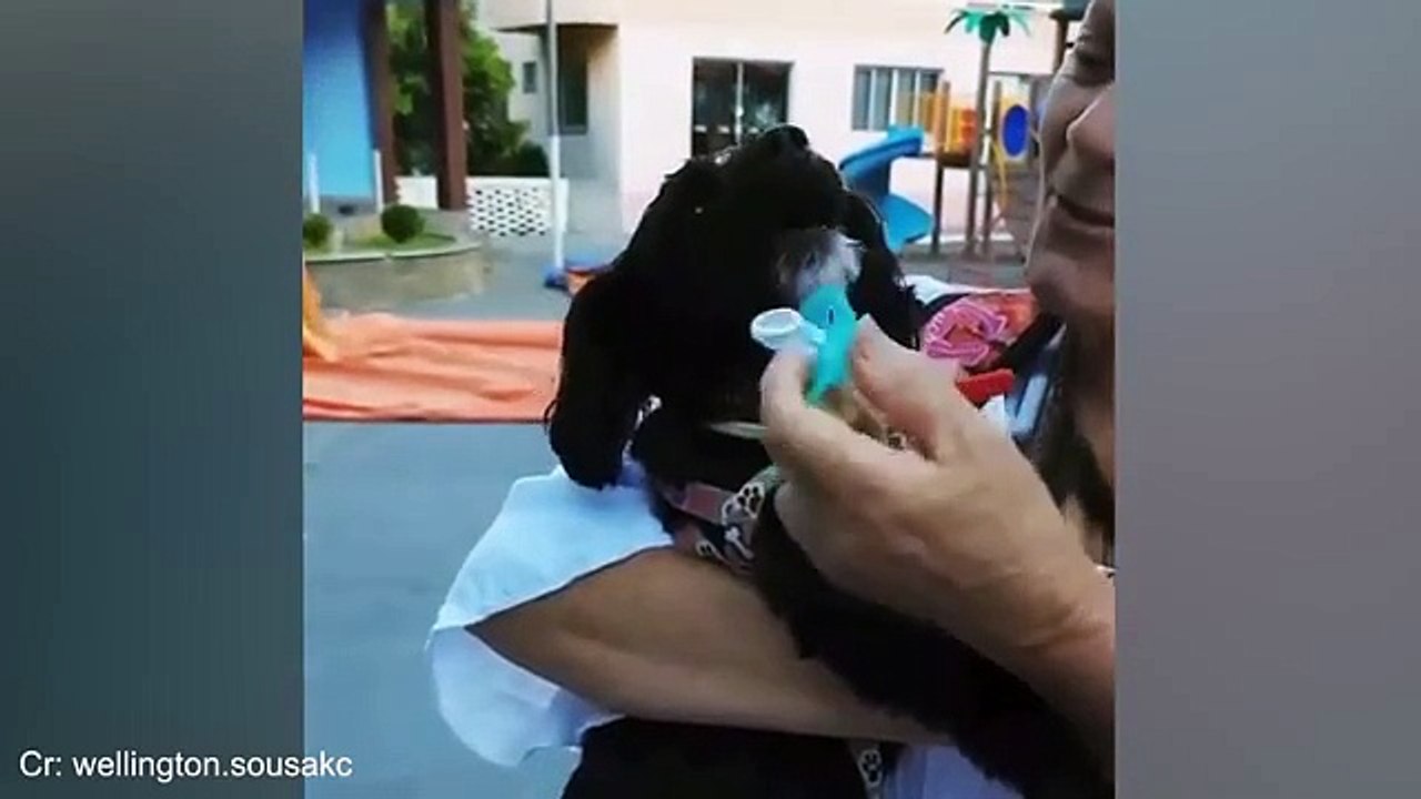 Funny dogs & cats don't stop laughing