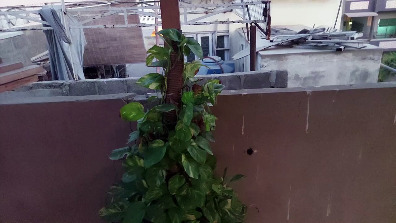 money plant growth kese berhayn منی پلانٹ کو تیزی سے کیسے اگایا جائے۔ मनी प्लांट की ग्रोथ कैसे बढ़े
