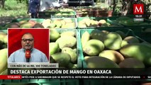 Oaxaca se coloca en el segundo lugar a nivel nacional en exportación de mango