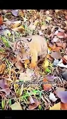 Wildlife #cuteanimals