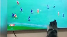  playing cats