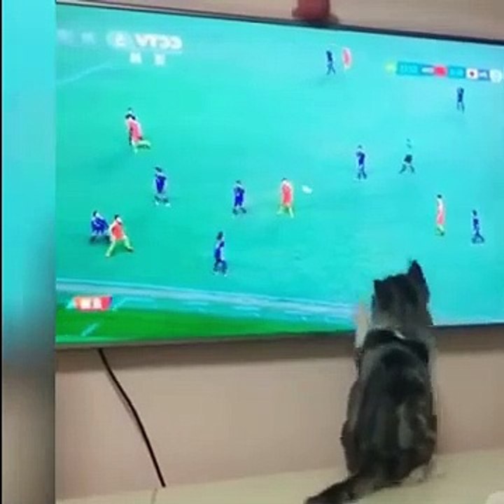  playing cats