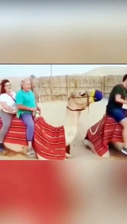 Funny Camel Riding