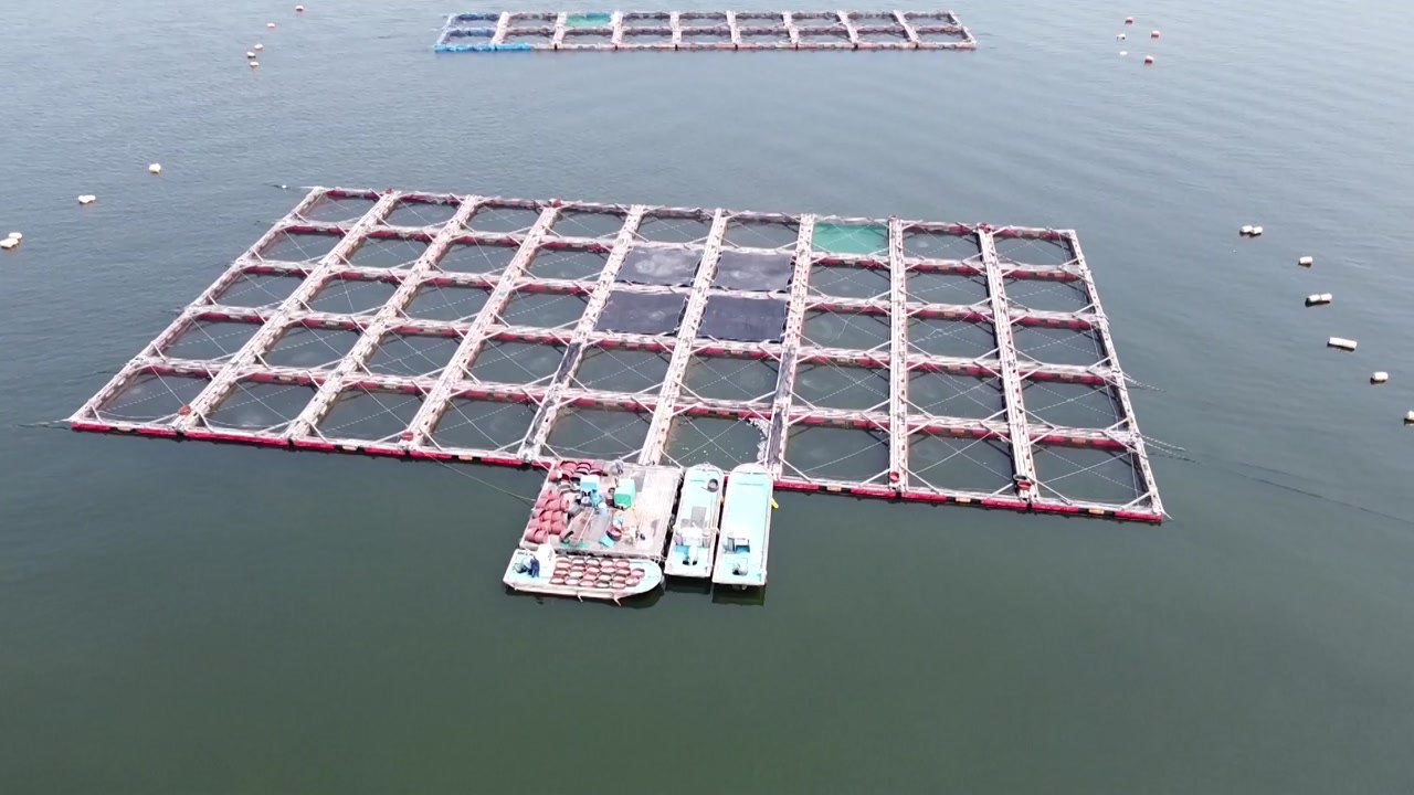 연일 폭염·고수온에 양식장 어류 140만 마리 폐사 / YTN