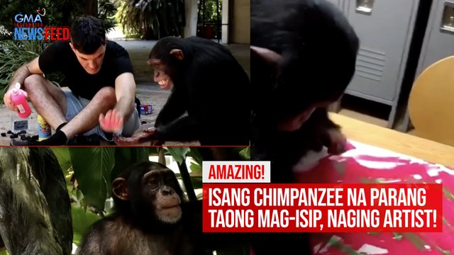 Amazing! Isang chimpanzee na parang taong mag-isip, naging artist! | GMA Integrated Newsfeed