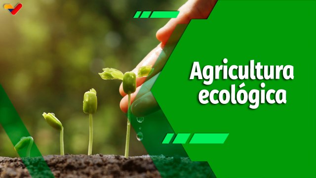 Cultivando Patria | Organopónicos Las Marías: Fortaleciendo la agricultura ecológica