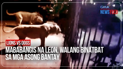 Скачать видео: Lions vs dogs – Mababangis na leon, walang binatbat sa mga asong bantay | GMA Integrated Newsfeed