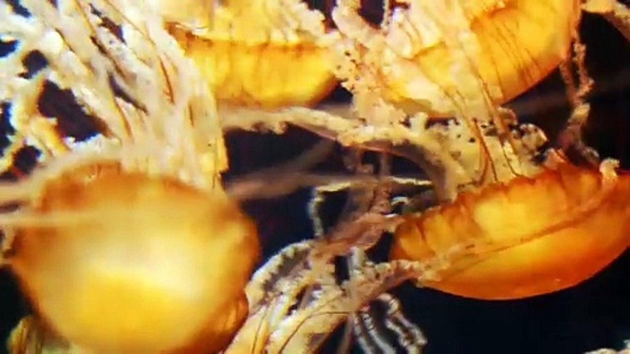 Aquatic life | Jelly Fish | Sea Life Explorer