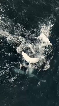 Aquatic Life | Whales | Ocean Dance | Sea Life Explorer