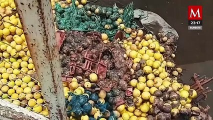 Productores de limón en Michoacán prolongan paro para denunciar extorsión criminal