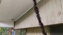 Army Ants Build Bridge to Invade Wasp Nest __ ViralHog