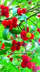 Lichi food #naturalbeauty933#natural#beauty#night#hotvideo#five#foryou#trendingvideo#trdndvideo#foryou