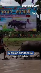 Balap Kerbau, Tradisi Unik Petani Thailand Sambut Musim Tanam