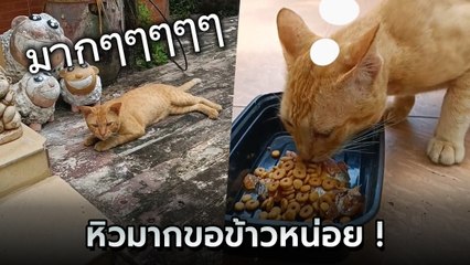 เอ็นดู แมวส้มขาจร ร้องดังลั่น นุดขอข้าวหน่อย ฉลาดแสนรู้ ถามอะไรก็ตอบได้หมด