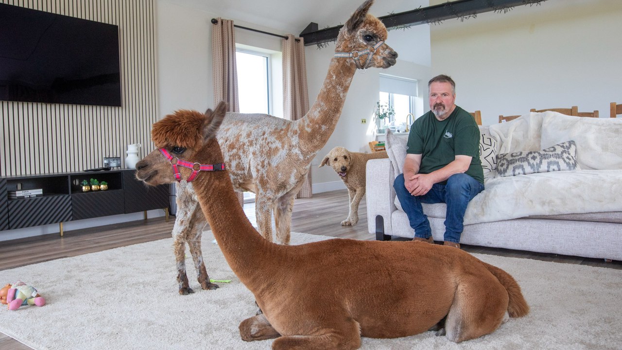 Alpaka, das sich für einen hund hält, ist jetzt eine mutter