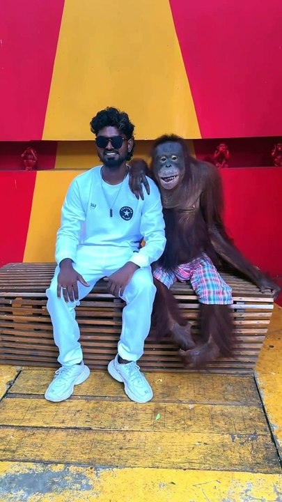 Selfie with gorilla #funny video #shorts