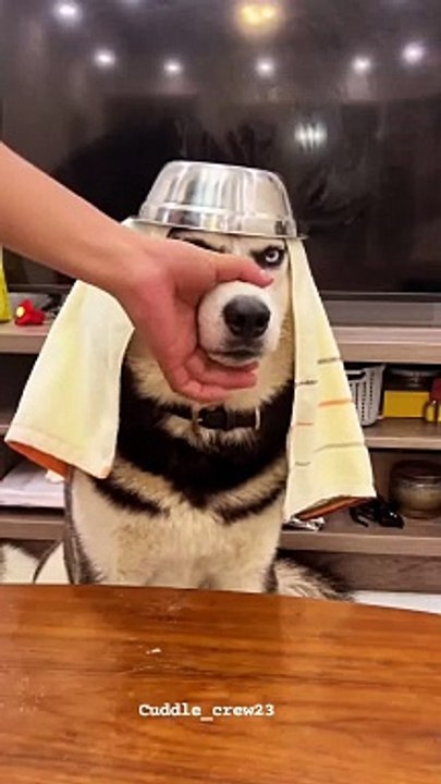 Dog is looking Soo funny hilarious