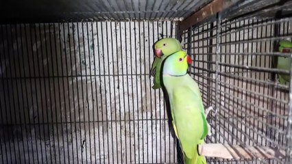 RingNeck Breeding Progress Nexus Pets Green & Olive #Ringneck