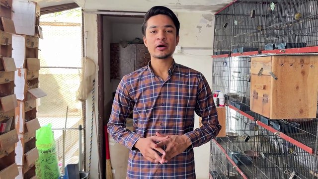 Setup Update Lovebirds Breeding Box Remove