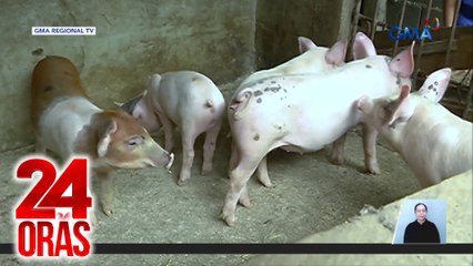 Boluntaryo at libreng bakunahan sa mga baboy, sisimulan sa Martes; BAI, inilatag ang tuntunin | 24 Oras