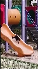 Funny animal videos 2024 - Funny cats_dogs  - Funny animals   Part71_Haypyy Pett (1)