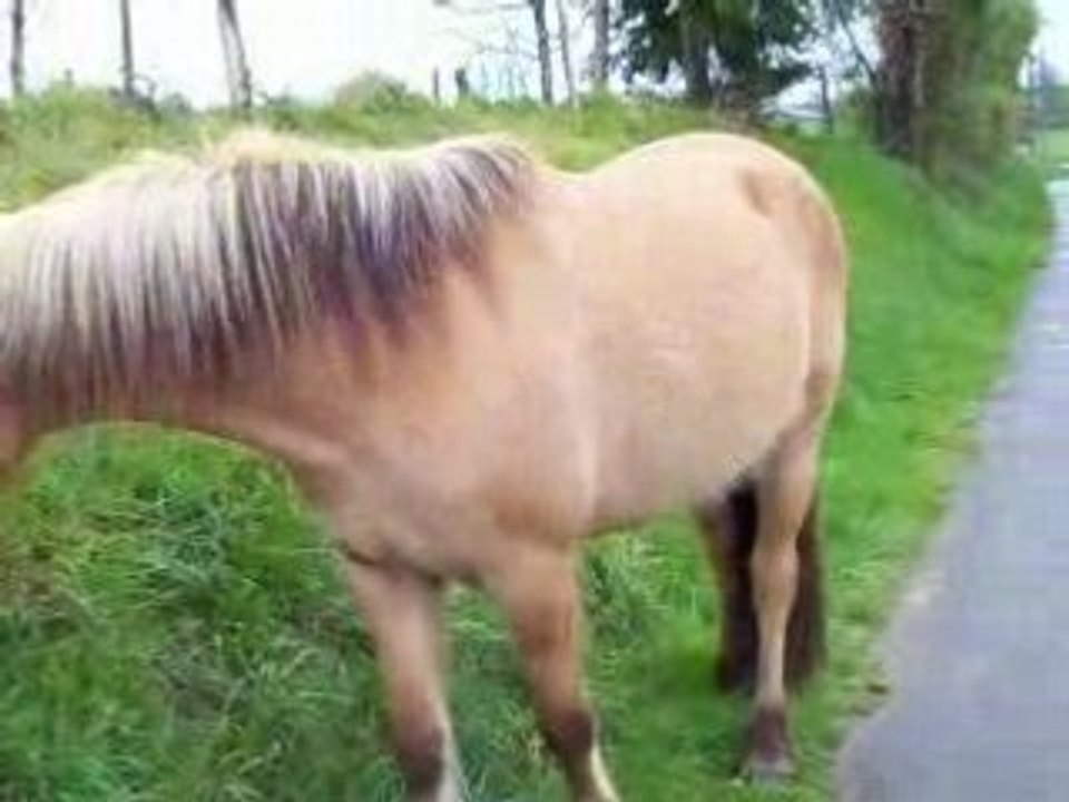 Pilou broute