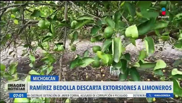 Alfredo Ramírez Bedolla descarta extorsiones a limoneros en Michoacán