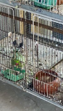 Green Ringneck Parrots #trending #viral #usa #shortvideo #baby #parrot #parrotlover #parrottalking