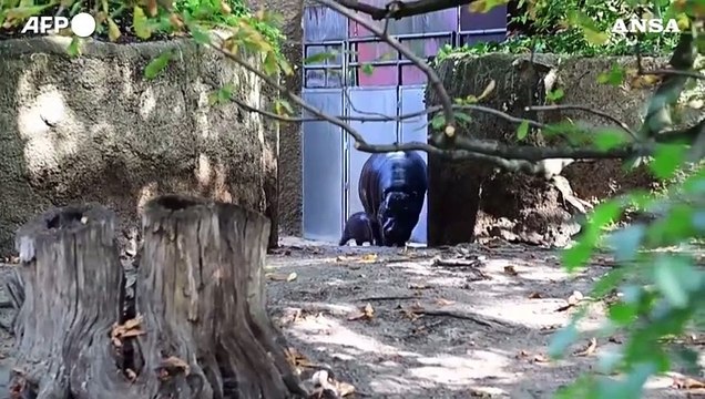 Lo zoo di Berlino presenta un cucciolo di ippopotamo pigmeo