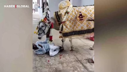 Hindistan'da, bir adama taptığı inek böyle saldırdı