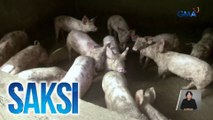 Pagbabakuna sa mga baboy kontra ASF, sisimulan sa Martes | Saksi