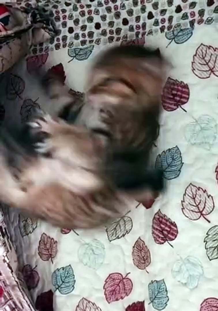 Cats|Cats funny|Cat