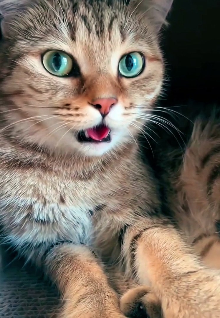 Cats|Cats funny|Cat